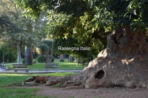 Lalbero-dei-viandanti