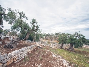 comeslucianolattesa