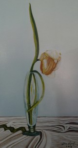 tulipano-